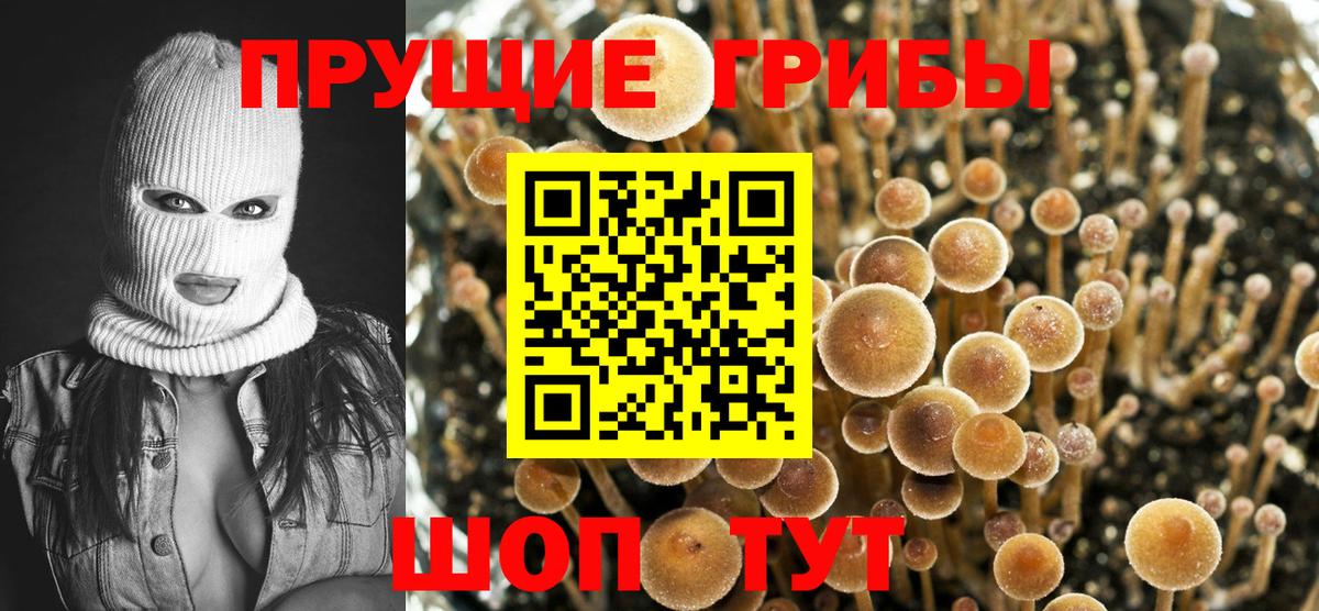 Советск  Псилоцибиновые грибы Cubensis  Псилоцибиновые грибы Psilocybe  Вход с VPN 